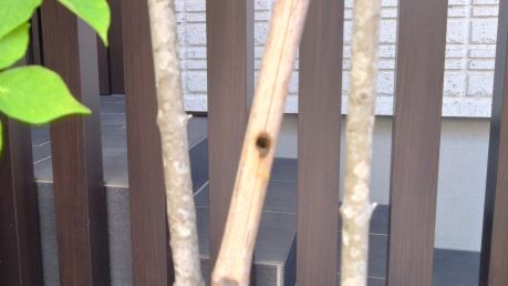 滋賀県大津市で添え木の竹に営巣したタイワンタケクマバチの蜂の巣駆除