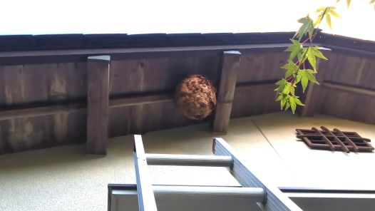 滋賀県大津市で２階ケラバ軒天に営巣したキイロスズメバチの蜂の巣駆除