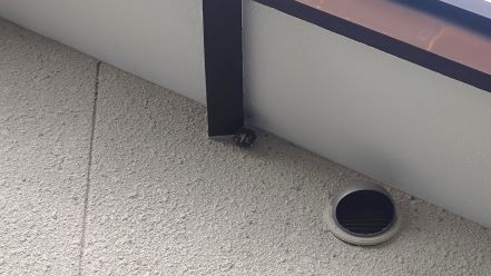 滋賀県大津市で玄関ポーチの鼻隠しと１階ケラバの軒天に営巣したアシナガバチの蜂の巣駆除