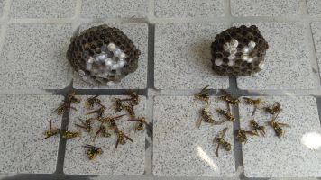 滋賀県大津市で玄関ポーチの鼻隠しと１階ケラバの軒天に営巣したアシナガバチの蜂の巣駆除