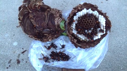 滋賀県大津市で生垣に営巣したコガタスズメバチの蜂の巣駆除