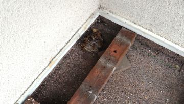 滋賀県大津市で２階バルコニーデッキ板の下に営巣したアシナガバチの蜂の巣駆除