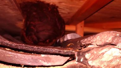 滋賀県大津市で屋根カバー工法の旧屋根と新屋根の間に営巣したキイロスズメバチの蜂の巣駆除