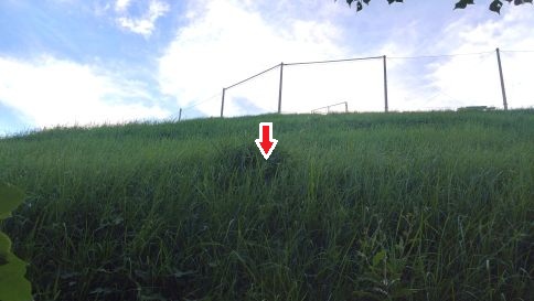 滋賀県大津市でグラウンド法面の地中に営巣したオオスズメバチの蜂の巣駆除