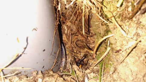 滋賀県大津市でグラウンド法面の地中に営巣したオオスズメバチの蜂の巣駆除