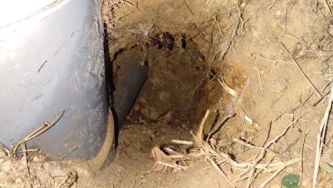 滋賀県大津市でグラウンド法面の地中に営巣したオオスズメバチの蜂の巣駆除