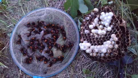 滋賀県大津市でグラウンド法面の地中に営巣したオオスズメバチの蜂の巣駆除