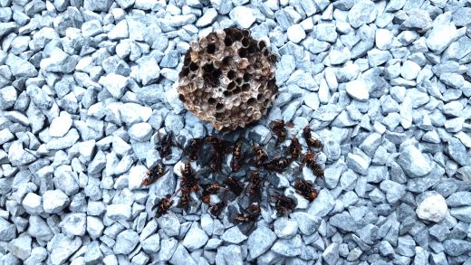 京都府宇治市で物置の軒下に営巣したアシナガバチの蜂の巣駆除