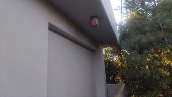 京都府宇治市で施設３階外廊下の天井に営巣したキイロスズメバチの蜂の巣駆除