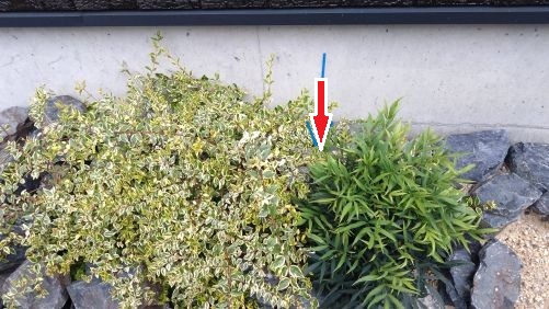 滋賀県守山市で植え込みに営巣したアシナガバチの蜂の巣駆除
