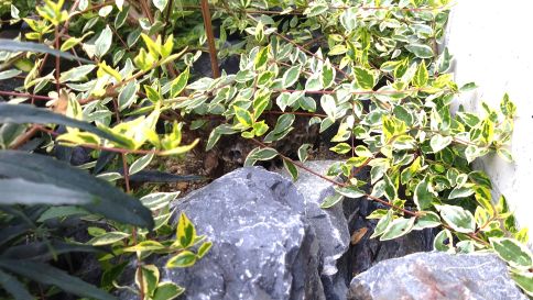 滋賀県守山市で植え込みに営巣したアシナガバチの蜂の巣駆除