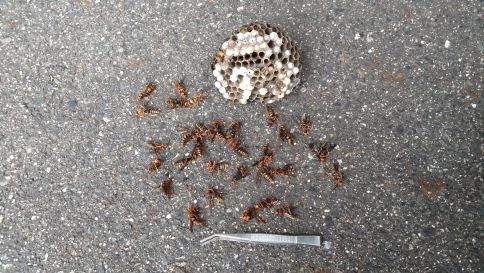 滋賀県守山市で植え込みに営巣したアシナガバチの蜂の巣駆除