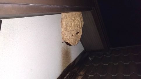 滋賀県守山市で2階軒下に営巣したモンスズメバチの蜂の巣駆除