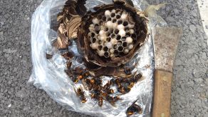 滋賀県守山市で生垣に営巣したコガタスズメバチの蜂の巣駆除