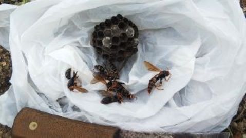滋賀県守山市で墓石の香炉に営巣したアシナガバチの蜂の巣駆除