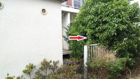 滋賀県守山市で植栽に営巣したコガタスズメバチの蜂の巣駆除