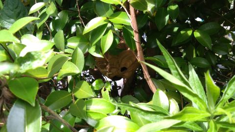 滋賀県守山市で植栽に営巣したコガタスズメバチの蜂の巣駆除