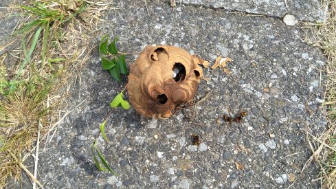 滋賀県守山市で植栽に営巣したコガタスズメバチの蜂の巣駆除