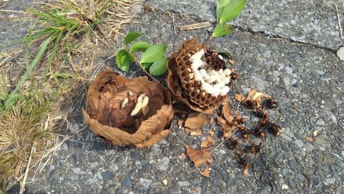 滋賀県守山市で植栽に営巣したコガタスズメバチの蜂の巣駆除
