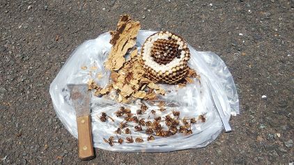 福井県小浜市で外壁換気扇フード内に営巣したキイロスズメバチの蜂の巣駆除