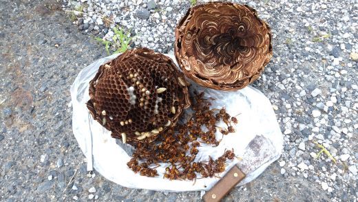 滋賀県蒲生郡日野町でガレージの屋根に営巣したキイロスズメバチの蜂の巣駆除