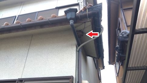 滋賀県栗東市で１階軒下に営巣したコガタスズメバチの蜂の巣駆除
