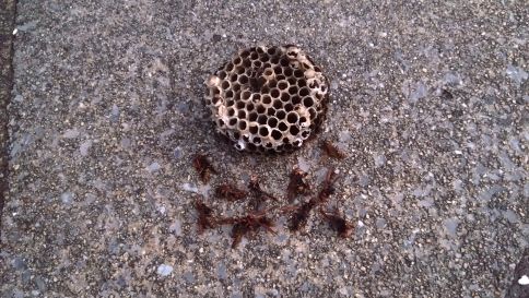 滋賀県栗東市で２階軒下に営巣したアシナガバチの蜂の巣駆除