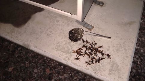 滋賀県栗東市で屋外ガス給湯器内に営巣したアシナガバチの蜂の巣駆除