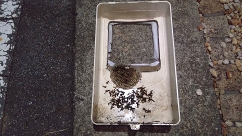 滋賀県草津市で電気メーターBOX内に営巣したアシナガバチの蜂の巣駆除