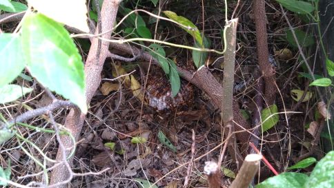 滋賀県草津市で庭木に営巣したアシナガバチの蜂の巣駆除