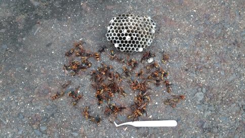 滋賀県草津市で庭木に営巣したアシナガバチの蜂の巣駆除