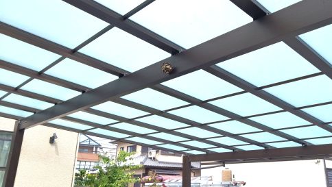 滋賀県草津市でカーポートに営巣したアシナガバチの蜂の巣駆除
