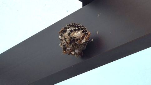 滋賀県草津市でカーポートに営巣したアシナガバチの蜂の巣駆除