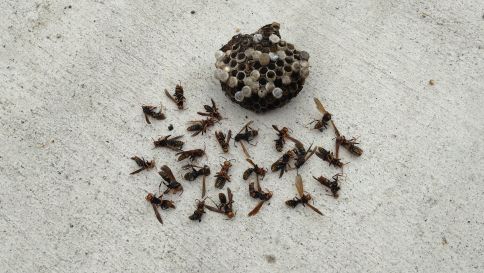 滋賀県草津市でカーポートに営巣したアシナガバチの蜂の巣駆除