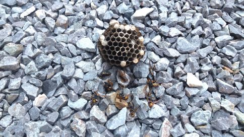 滋賀県草津市で水遊びおもちゃ下に営巣したアシナガバチの蜂の巣駆除