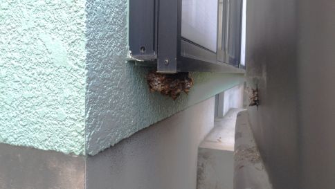 滋賀県草津市で１F窓サッシ下に営巣したアシナガバチの蜂の巣駆除
