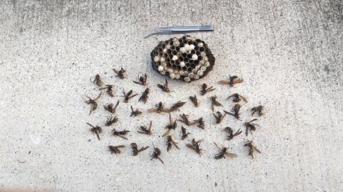 滋賀県草津市で１F窓サッシ下に営巣したアシナガバチの蜂の巣駆除