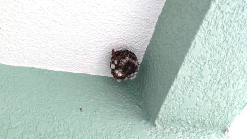 滋賀県草津市で玄関ポーチ2階天井に営巣したアシナガバチの蜂の巣駆除
