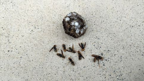滋賀県草津市で玄関ポーチ2階天井に営巣したアシナガバチの蜂の巣駆除