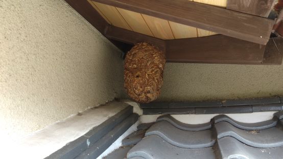 滋賀県草津市で玄関屋根の上に営巣したコガタスズメバチの蜂の巣駆除