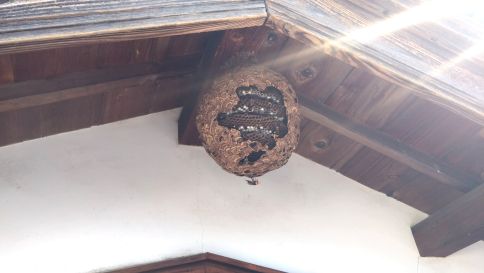 滋賀県野洲市で２階軒下に営巣したキイロスズメバチの蜂の巣駆除