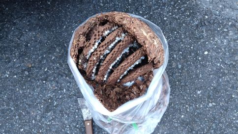滋賀県野洲市で２階軒下に営巣したキイロスズメバチの蜂の巣駆除
