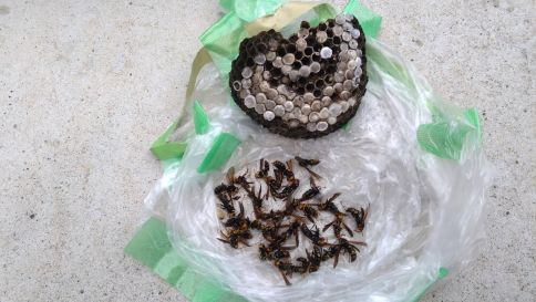 滋賀県野洲市で自動車ボンネット内に営巣したアシナガバチの蜂の巣駆除