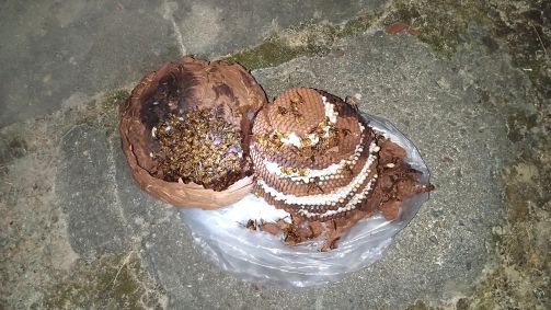 滋賀県野洲市で２階軒下に営巣したキイロスズメバチの蜂の巣駆除