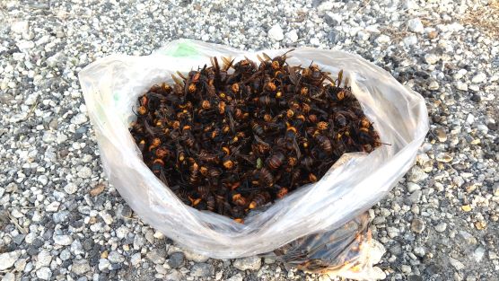 滋賀県長浜市で神社の参道脇にある松の幹の中に営巣したオオスズメバチの蜂の巣駆除