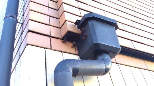 滋賀県高島市でベランダ外壁と集水器の隙間に営巣したモンスズメバチの蜂の巣駆除