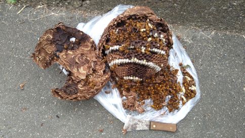 京都府京都市伏見区で３階軒下に営巣したキイロスズメバチの蜂の巣駆除