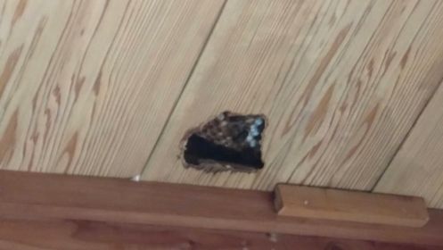 滋賀県甲賀市信楽町で２階屋根裏に営巣したモンスズメバチの蜂の巣駆除