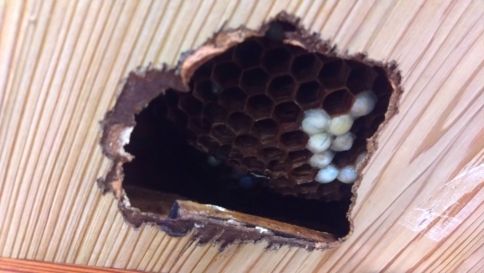 滋賀県甲賀市信楽町で２階屋根裏に営巣したモンスズメバチの蜂の巣駆除