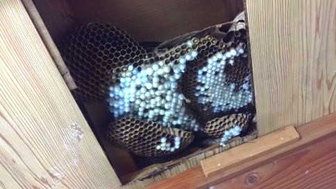 滋賀県甲賀市信楽町で２階屋根裏に営巣したモンスズメバチの蜂の巣駆除